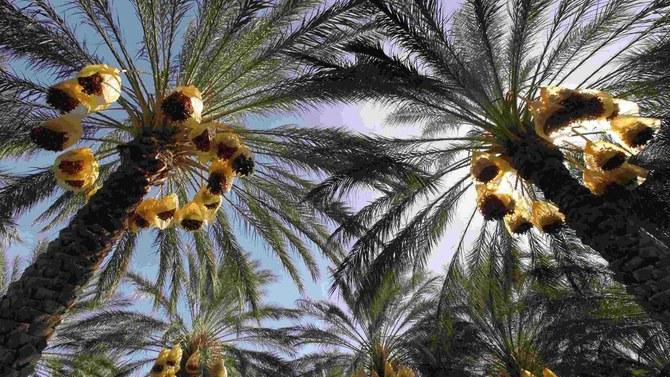 Nearly 15 Percent Rise In Value Of Saudi Date Exports Arab News PK