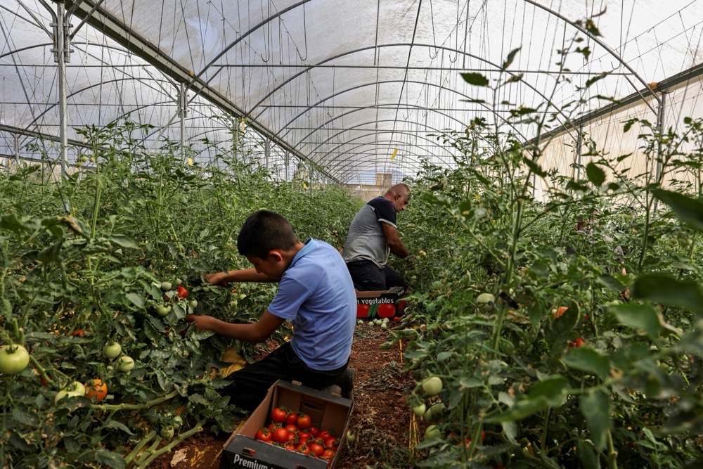 How Palestinian farmers are reshaping West Bank agriculture under Israeli restrictions
