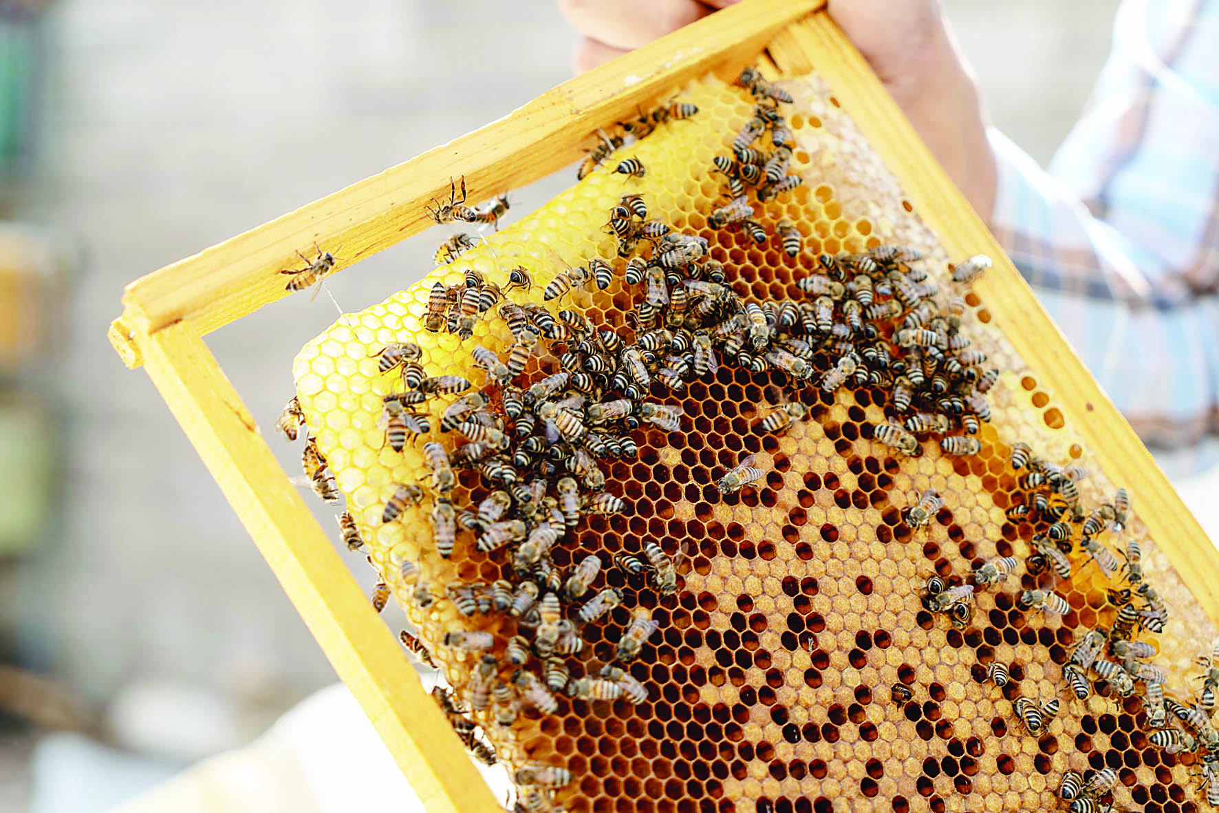 Land of honey Arab News PK