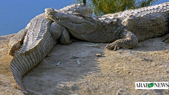 Habitat destruction at Sindh sanctuary threatens Pakistan's vulnerable  marsh crocodiles | Arab News PK
