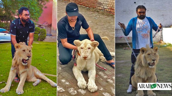 Love is tough': Affluent Pakistanis increasingly keep, then abandon, exotic  pet lions
