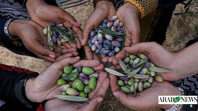 Pakistan's Loralai Olives wins gold at Dubai competition, earns fourth international award