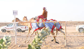 Racing camels are slender, aerodynamic animals that resemble greyhounds. (SPA)