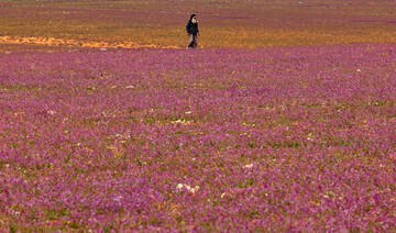 A Saudi walks in a lavender field in Rafha town, near the border with Iraq, on February 13, 2023.  (AFP)