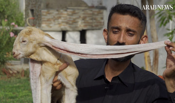 Lots of lobe: Pakistani baby goat aims at world record for longest ears