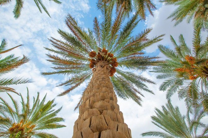 1.9 million Sufri palm trees in Bisha enhance economic resources | Arab  News PK