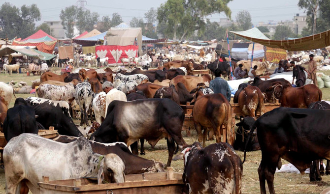 Eid Al-Adha: Cattle markets flooded with sacrificial animals that are too pricey for most buyers | Arab News PK