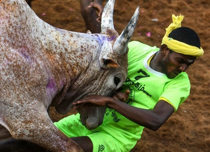 Charging bulls, cheering spectators: Scenes from a jallikattu