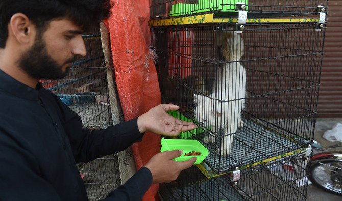 Pet Adoption In Pakistan : Four Paws Press Releases Animal Welfare ...