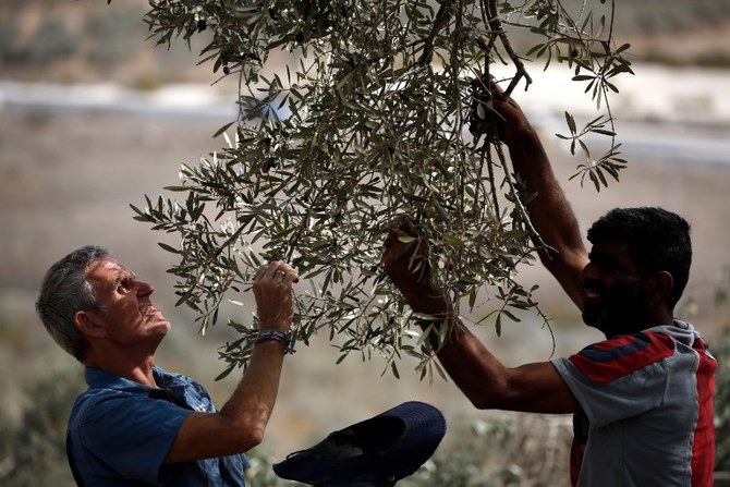 Shalom Israel - Olive Tree Ministries