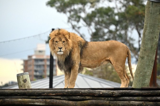 Lions slip loose from Sydney zoo enclosure, overnight guests rushed to  safety | Arab News PK