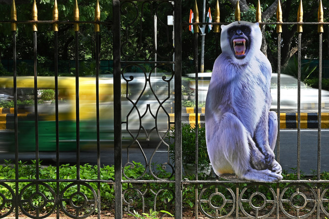 Menacing Monkey Moves into Abandoned House, Attacks Children and Cyclists