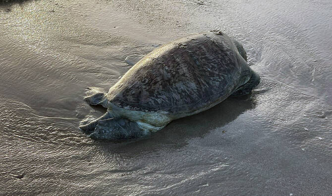 Dead marine turtle on a beach, highlighting marine conservation urgency