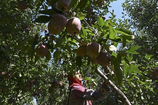 Iranian apples sour Kashmiri fruit industry