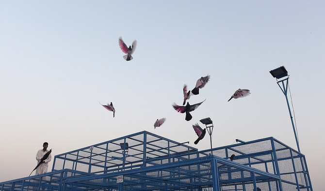 Pakistan’s pigeon racing enthusiasts indulge their passion in Karachi skies