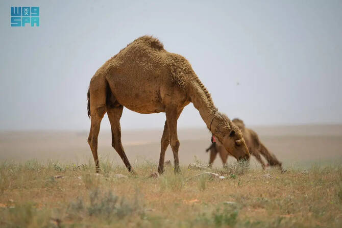 Saudi Arabia regulates grazing to preserve nature, boost rural economies