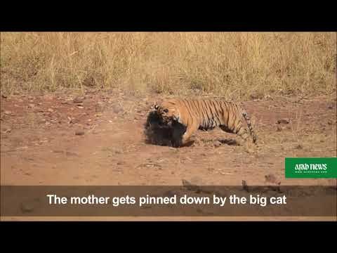 Rumble in the jungle: mother bear fights off Indian tiger