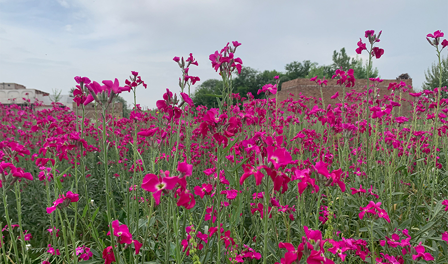 Amid lockdowns, Peshawar’s flowering hamlets are wastelands of dying