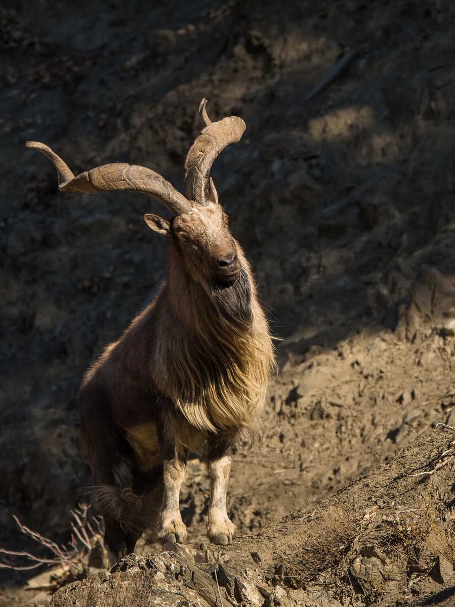Poaching, migration or climate change: The case of Chitral's missing  markhors | Arab News PK